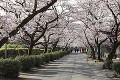 秋月杉の馬場の桜並木