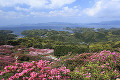 長串山公園のツツジ