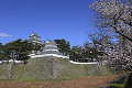 島原城と桜