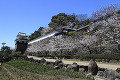 大村公園の桜