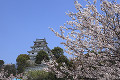 唐津城と桜