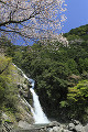 見帰りの滝と桜