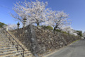 鹿島城跡と桜