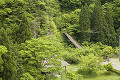 樅木の吊橋