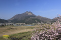 桜　湯布院