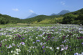 花菖蒲　別府市