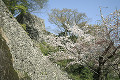 岡城跡とサクラ