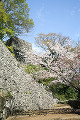 岡城跡とサクラ