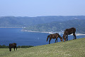 都井岬の馬