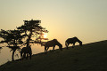 都井岬の馬　夕景