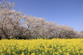 桜と菜の花　西都原