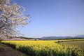 桜と菜の花　西都原