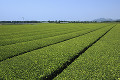 茶畑　知覧町