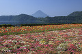 開聞岳と池田湖　花畑