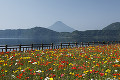 開聞岳と池田湖　花畑