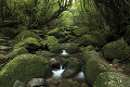 白谷雲水峡　屋久島