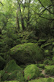 白谷雲水峡　屋久島