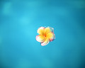 バリ 水に浮かぶ花