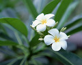 タヒチ 花