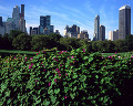 ニューヨーク 青空 セントラルパーク 木 高層ビル 公園