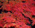 秋 紅葉 森林