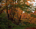 秋 紅葉 森林