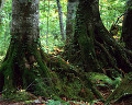秋 紅葉 森林 樹木
