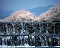 春 日本 京都