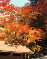 ００３：熊本県　植物　樹木　建物　紅葉　屋根　秋