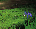 ０２９：京都府　植物　花　あやめ　苔　庭　初夏