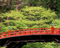 ０６８：山形県　出羽三山　羽黒山　植物　神橋　樹木