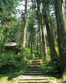 ０７０：山形県　出羽三山　羽黒山　植物　森林　道　階段　表参道　石