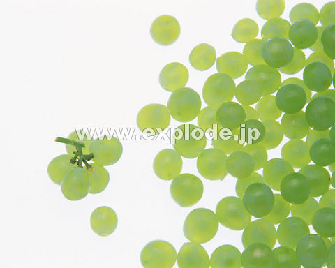 147�F�u�h�E