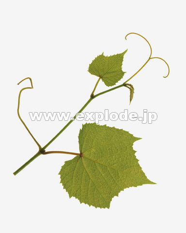 �P�O�F�R�Ԃǂ�