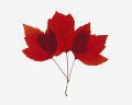 ５３：枯葉（カナダ）