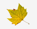 ５５：枯葉（カナダ）