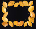 ０２９：自然額  黄色い落ち葉