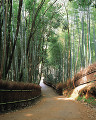 竹林 嵐山