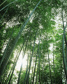 竹林 嵐山