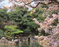 桜 石橋 二条城