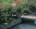 橋 桜 二条城