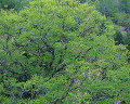 ０１９：春　福島県桧枝岐村　ブナ