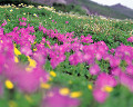 ０６０：夏　長野県・白馬岳　ハクサンコザクラ