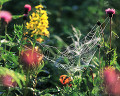 ０６２：夏　群馬県・尾瀬　花と蜘蛛の巣