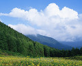 ０７１：夏　長野県・美ヶ原　ツキミソウ