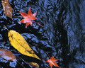 １０４：秋　山梨県・大柳川渓谷　渓流の落ち葉