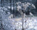１１５：冬　長野県・白樺高原　冬の華（オミナエシ）