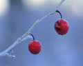 122：冬　霜の赤い実