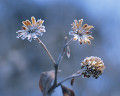 130：冬　霜の枯れ花