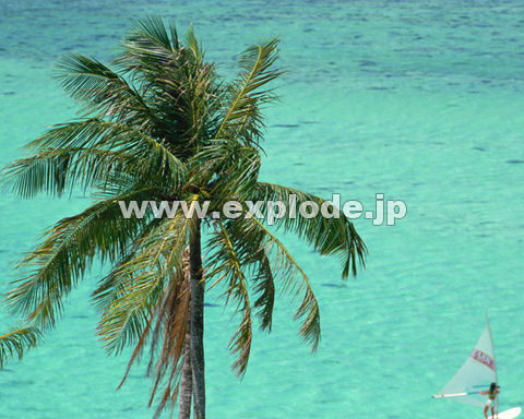 OTOFO@